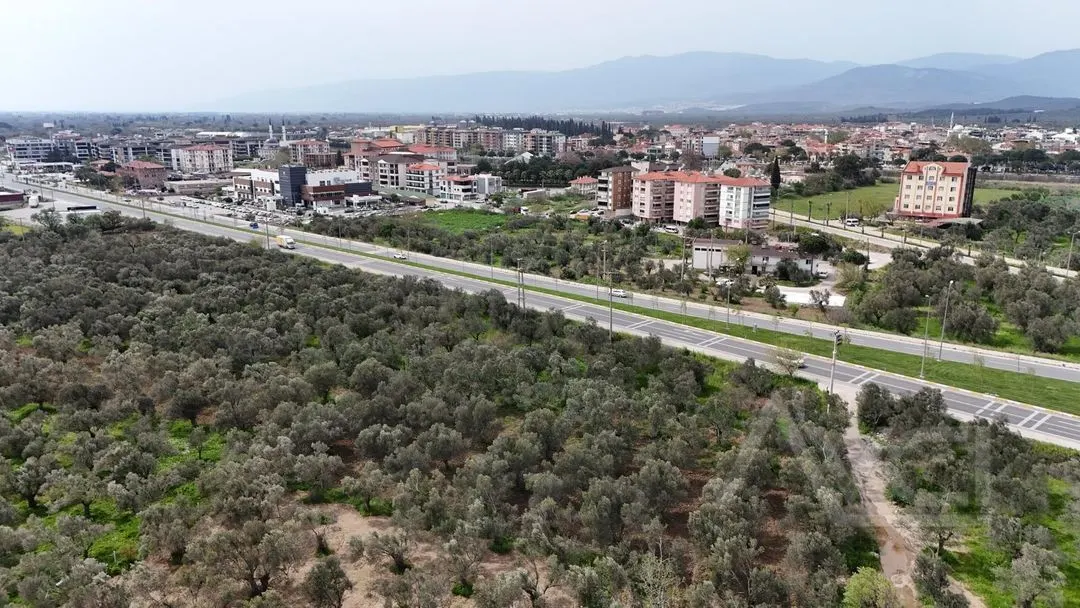 AVCI’DAN ÇANAKKALE-EDREMİT OTOBANINA CEPHELİ 2.081M2 ZEYTİNLİK