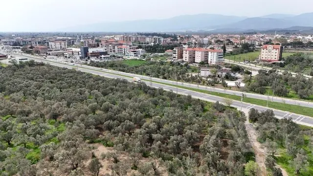 AVCI’DAN ÇANAKKALE-EDREMİT OTOBANINA CEPHELİ 2.081M2 ZEYTİNLİK